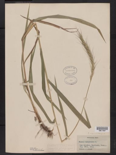 Elymus riparius