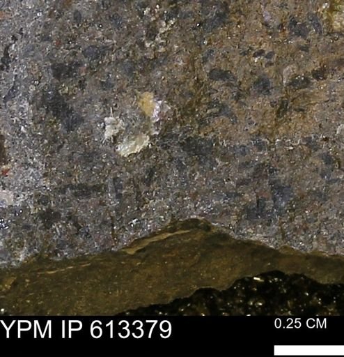 Scaphites sp.
