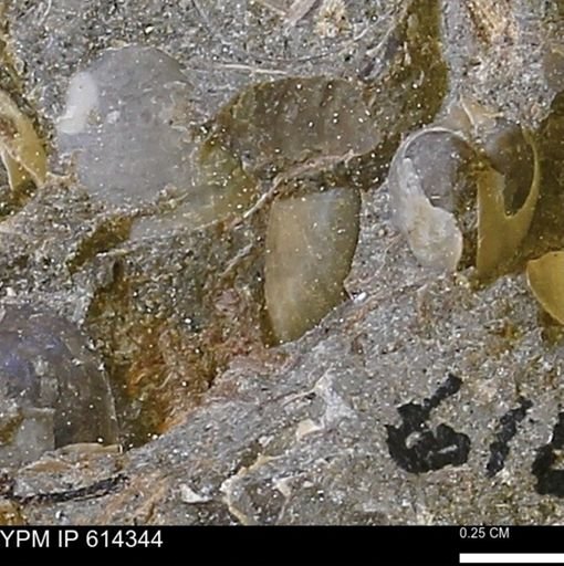 Limopsis striatopunctatus