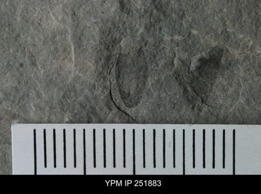 Eurypterus sp.
