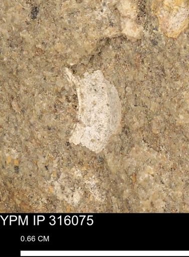 undet. Gastropoda