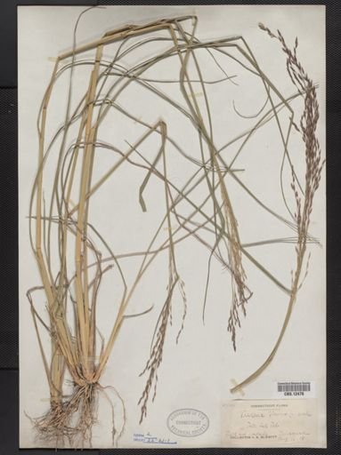 Tridens flavus