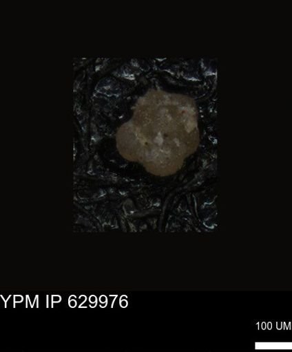 undet. Foraminiferida