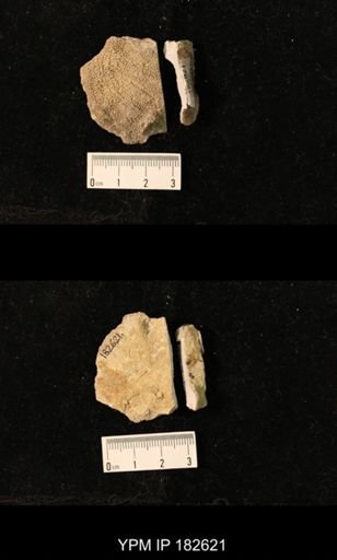 Labechia conferta