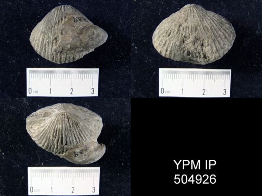 Anastrophia sp.