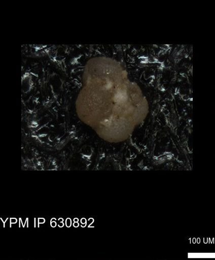 undet. Globigerinina