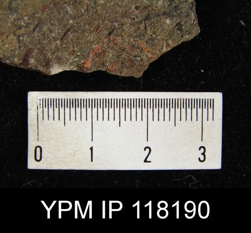 Pholidops acadiensis