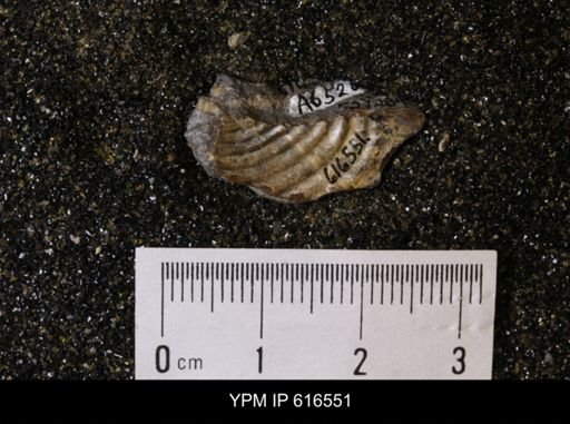 Inoceramus crippsii barabini