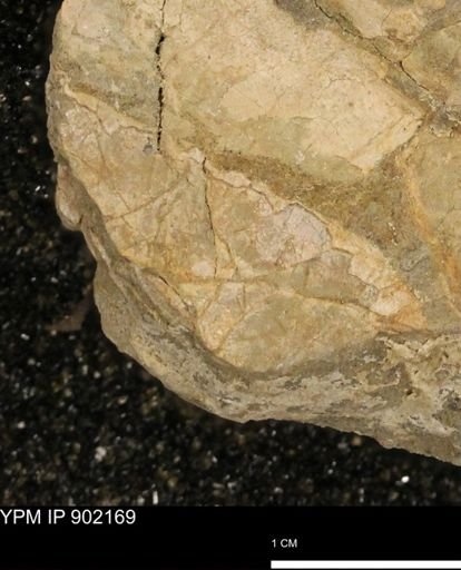 undet. Mollusca
