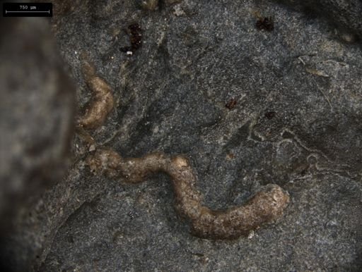 Aplocoma damesii