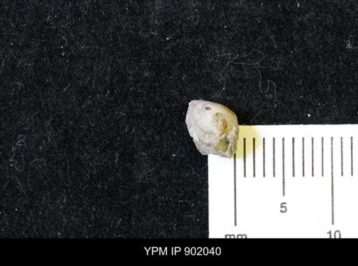 Protocardia sp.