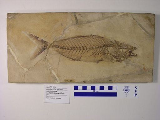Seriola prisca