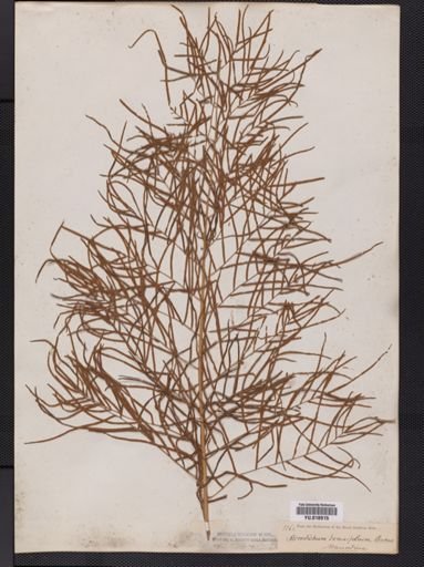 Lomariopsis