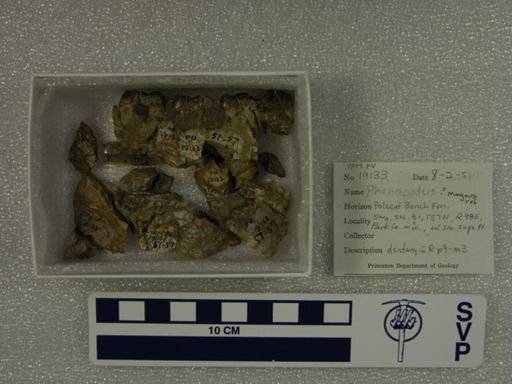 Phenacodus magnus