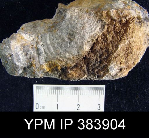 Stropheodonta beckii