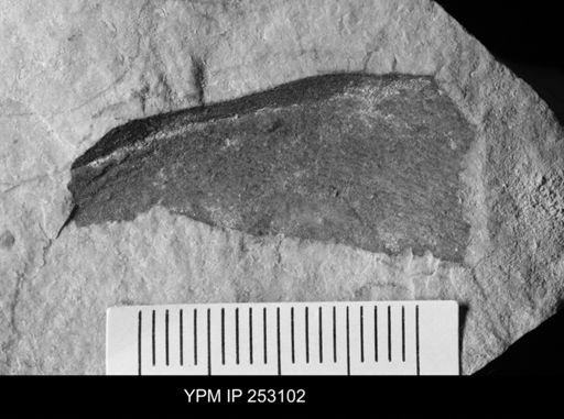 undet. Eurypterida