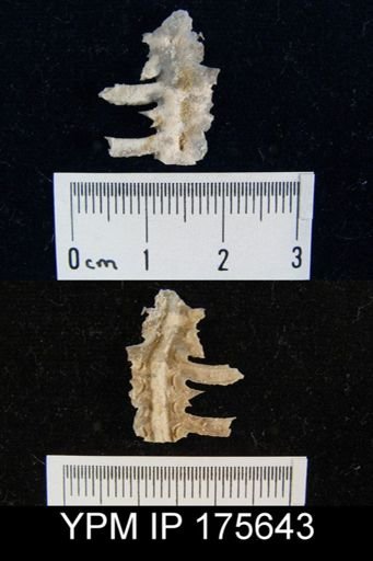 Leptodus sp.