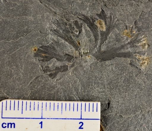 Eddya sullivanensis