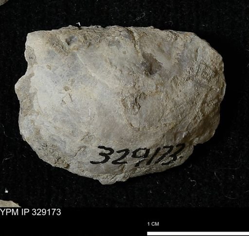 Pholidostrophia iowaensis