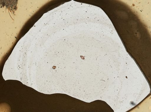 Lecane ohioensis