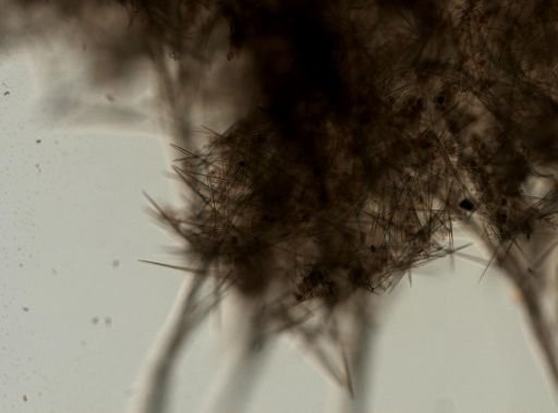 Halichondria panicea