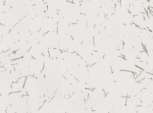 Axinellidae