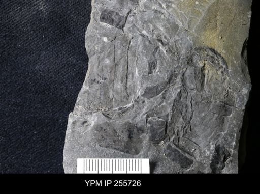 Hughmilleria sp.