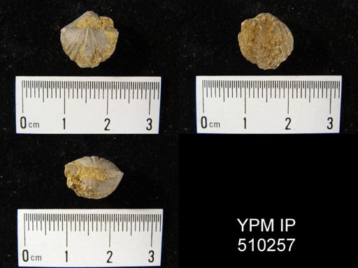 Cyrtina sp.