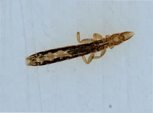 Columbicola columbae