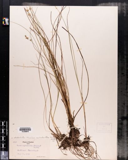 Carex cephalantha