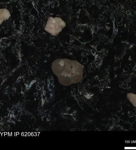 undet. Foraminiferida