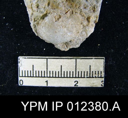 Squamularia guadalupensis