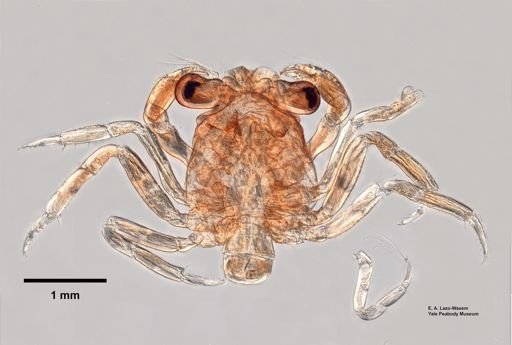 Hemigrapsus sanguineus