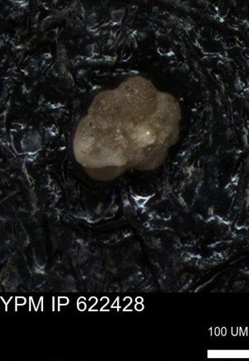 undet. Foraminiferida
