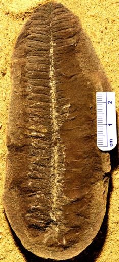Pecopteris