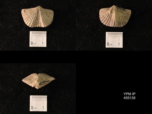 Platystrophia sublaticosta