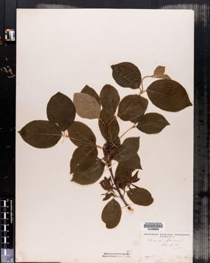 Calycanthus floridus