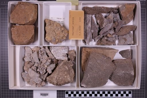 mixed taxa, stratigraphic collection