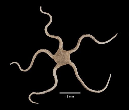 Ophioderma brevispinum