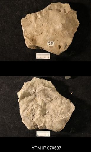 Favosites louisvillensis
