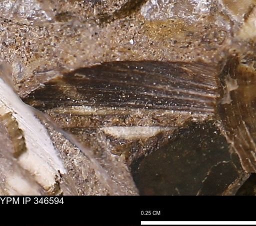 Limopsis striatopunctatus