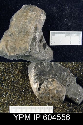 Ovatia?