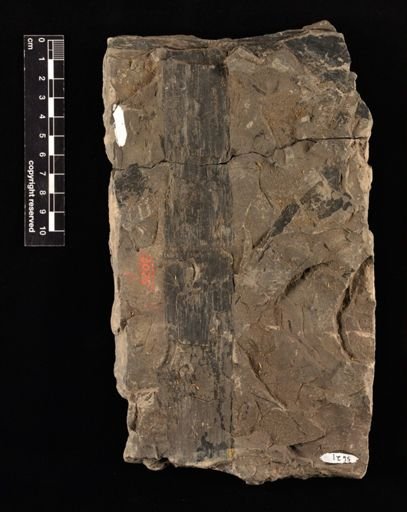 Neocalamites hoereusis
