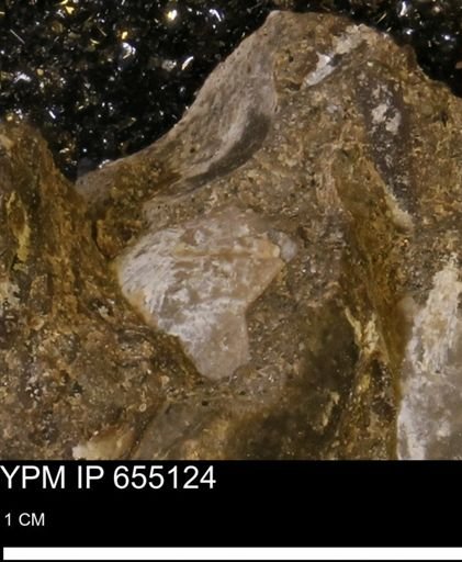 Protocardia