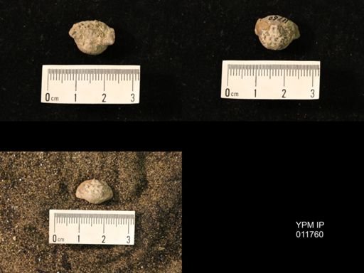 Marginifera capaci