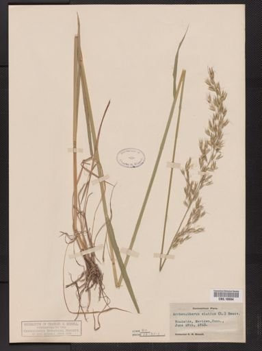 Arrhenatherum elatius