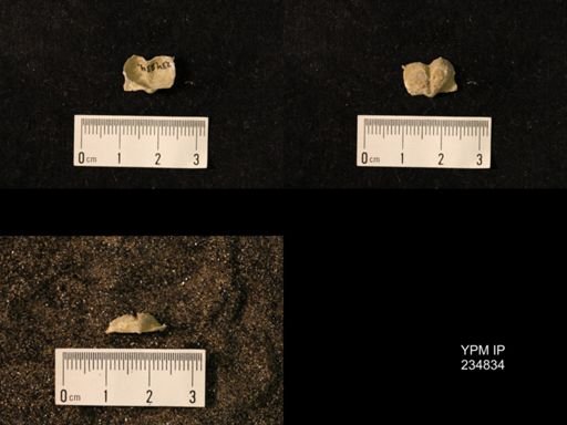 Marginifera wabashensis var. armata
