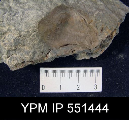 Schizophoria sp.