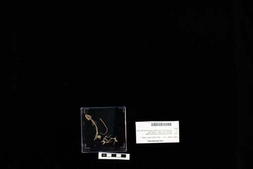 Uta stansburiana