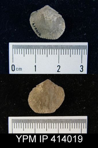 undet. Atrypida